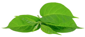 Estratto di Gymnema sylvestre