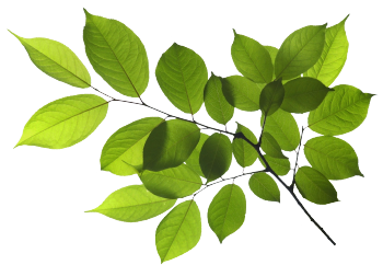 Estratto di poligono