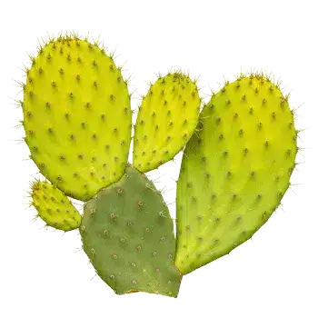 Estratto di fusto di opuntia (nopale) 10:1