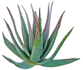 Agave in polvere