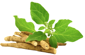 Estratto di ashwagandha