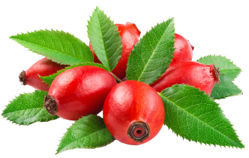 Cynorrodon (rosa canina)