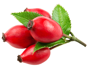 Rosa canina