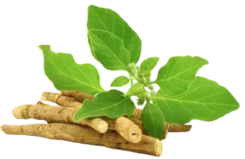Polvere di Ashwagandha