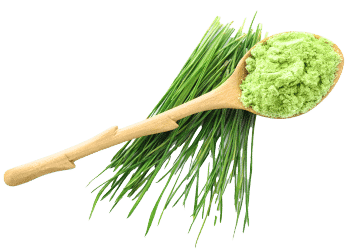 Erba d'orzo