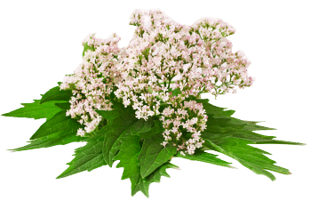 estratto di valeriana