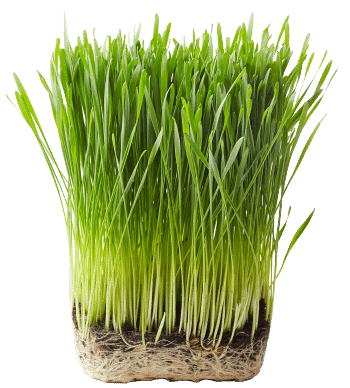 Erba di grano